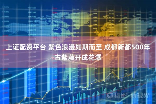 上证配资平台 紫色浪漫如期而至 成都新都500年古紫藤开成花瀑